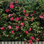 Camellia japonica rose - Camélia du Japon - vue d'ensemble