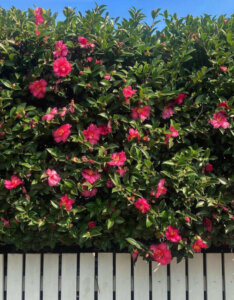 Camellia japonica rose - Camélia du Japon - vue d'ensemble