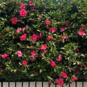 Camellia japonica rose - Camélia du Japon - vue d'ensemble