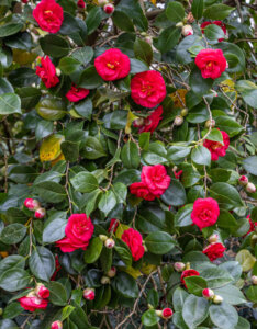 Camellia japonica rouge - Camélia du Japon - vue d'ensemble