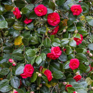 Camellia japonica rouge - Camélia du Japon - vue d'ensemble
