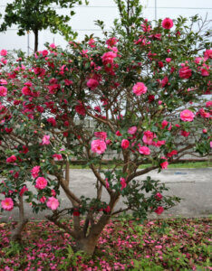 Camellia sasanqua - Camélia d'automne - vue d'ensemble