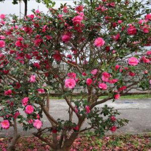 Camellia sasanqua - Camélia d'automne - vue d'ensemble