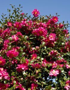 Camellia sasanqua - Camélia d'automne - En fleurs