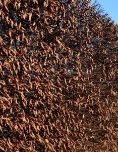 Carpinus-betulus-Charme-commun-Charmille-Hiver