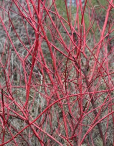 Cornus alba - Cornouiller blanc - Bois en hiver
