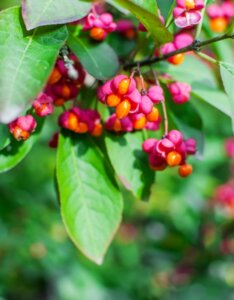 Euonymus alatus Compactus - Fusain ailé nain - Fleurs