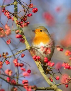 Euonymus europaeus - Fusain d'Europe - Bonnet d'Évèque - Rouge-gorge sur une branche