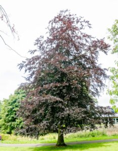 Fagus sylvatica Atropunicea - Hêtre pourpre