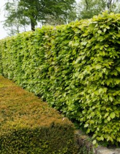 Fagus sylvatica - Hêtre commun - Haie de hêtre