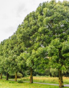 Fraxinus excelsior - Frêne commun - Alignement