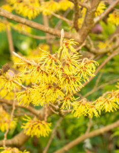 Hamamelis intermedia Arnold Promise - Noisetier de Sorcière - Hamamélis - fleurs