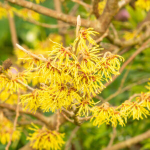 Hamamelis intermedia Arnold Promise - Noisetier de Sorcière - Hamamélis - fleurs