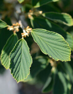 Hamamelis intermedia Arnold Promise - Noisetier de Sorcière - Hamamélis - feuillage