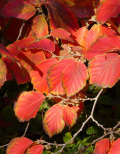 Hamamelis intermedia Diane - Noisetier de Sorcière - Hamamélis - feuillage