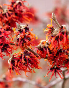 Hamamelis intermedia Diane - Noisetier de Sorcière - Hamamélis - fleurs