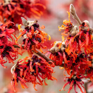 Hamamelis intermedia Diane - Noisetier de Sorcière - Hamamélis - fleurs