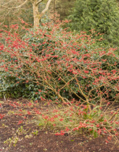 Hamamelis intermedia Diane - Noisetier de Sorcière - Hamamélis - Vue d'ensemble