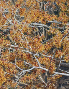 Hamamelis intermedia Jelena - Noisetier de Sorcière - Hamamélis - Vue d'ensemble