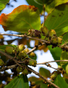 Hamamelis intermedia Jelena - Noisetier de Sorcière - Hamamélis - boutons de fleurs