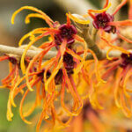 Hamamelis intermedia Jelena - Noisetier de Sorcière - Hamamélis - fleurs