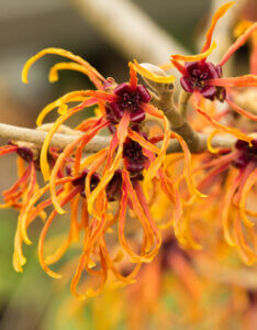 Hamamelis intermedia Jelena - Noisetier de Sorcière - Hamamélis - fleurs