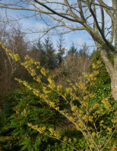 Hamamelis intermedia Pallida - Noisetier de Sorcière - Hamamélis - Vue d'ensemble