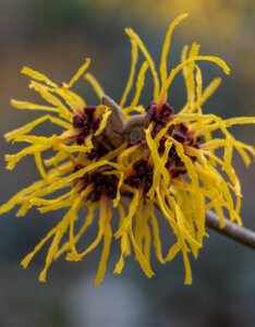 Hamamelis intermedia Pallida - Noisetier de Sorcière - Hamamélis - fleurs
