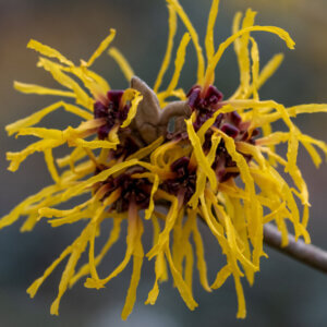 Hamamelis intermedia Pallida - Noisetier de Sorcière - Hamamélis - fleurs