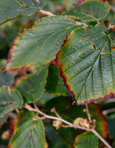 Hamamelis intermedia Pallida - Noisetier de Sorcière - Hamamélis - feuillage