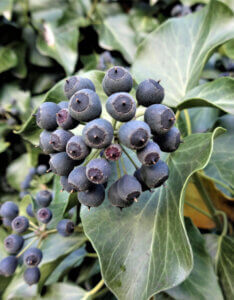 Hedera helix Arborescens - Lierre en arbre - fructification