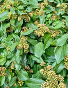 Hedera helix Arborescens - Lierre en arbre - feuillage et inflorescences