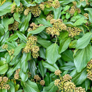 Hedera helix Arborescens - Lierre en arbre - feuillage et inflorescences