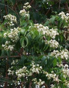 Heptacodium miconioides - Arbre des sept fils - Heptacodion de Chine - vue d'ensemble