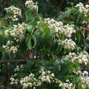 Heptacodium miconioides - Arbre des sept fils - Heptacodion de Chine - vue d'ensemble