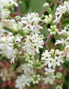 Heptacodium miconioides - Arbre des sept fils - Heptacodion de Chine - fleurs
