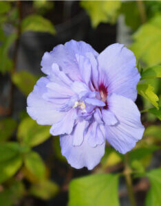 Hibiscus syriacus Blue Chiffon - Mauve en arbre - Althea - Ketmie - fleur