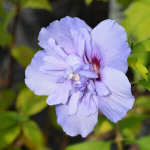 Hibiscus syriacus Blue Chiffon - Mauve en arbre - Althea - Ketmie - fleur