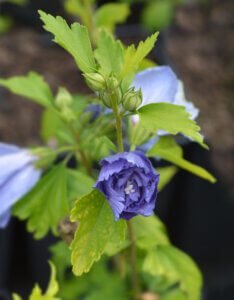 Hibiscus syriacus Blue Chiffon - Mauve en arbre - Althea - Ketmie - vue d'ensemble