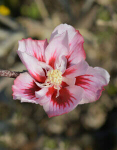 Hibiscus syriacus Hamabo - Mauve en arbre - Althea - Ketmie - fleur