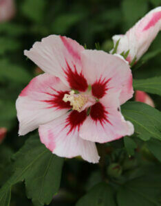 Hibiscus syriacus Hamabo - Mauve en arbre - Althea - Ketmie - fleur