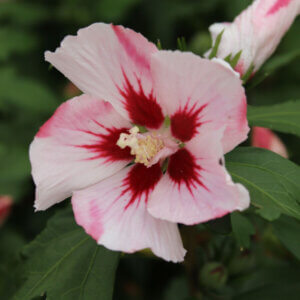 Hibiscus syriacus Hamabo - Mauve en arbre - Althea - Ketmie - fleur