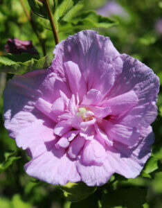 Hibiscus syriacus Lavender Chiffon® - Notwoodone - Mauve en arbre - fleur