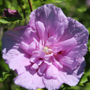 Hibiscus syriacus Lavender Chiffon® - Notwoodone - Mauve en arbre - fleur