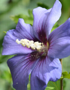 Hibiscus syriacus Oiseau Bleu - Mauve en arbre - Althea - Ketmie - fleur