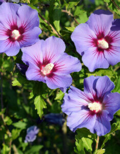 Hibiscus syriacus Oiseau Bleu - Mauve en arbre - Althea - Ketmie - fleurs