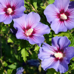 Hibiscus syriacus Oiseau Bleu - Mauve en arbre - Althea - Ketmie - fleurs