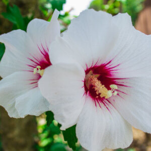 Hibiscus syriacus Red Heart - Mauve en arbre - Althea - Ketmie - fleurs