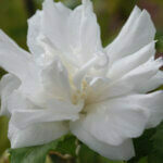 Hibiscus syriacus White Chiffon - Mauve en arbre - Althea - Ketmie - fleur
