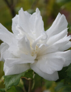 Hibiscus syriacus White Chiffon - Mauve en arbre - Althea - Ketmie - fleur